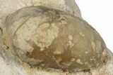Eocene Fossil Snake Egg - Bouxwiller, France #293130-1